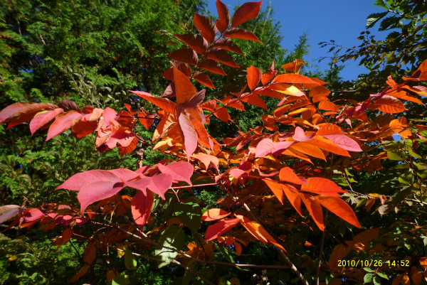 P1100133