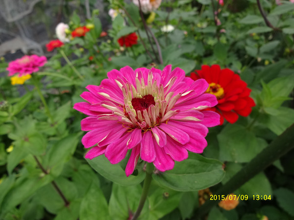 DSC02453 DSC02453