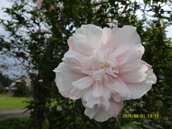 DSC09528 DSC09528